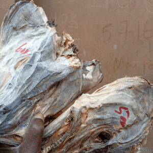 15 (1) Stockfish, head