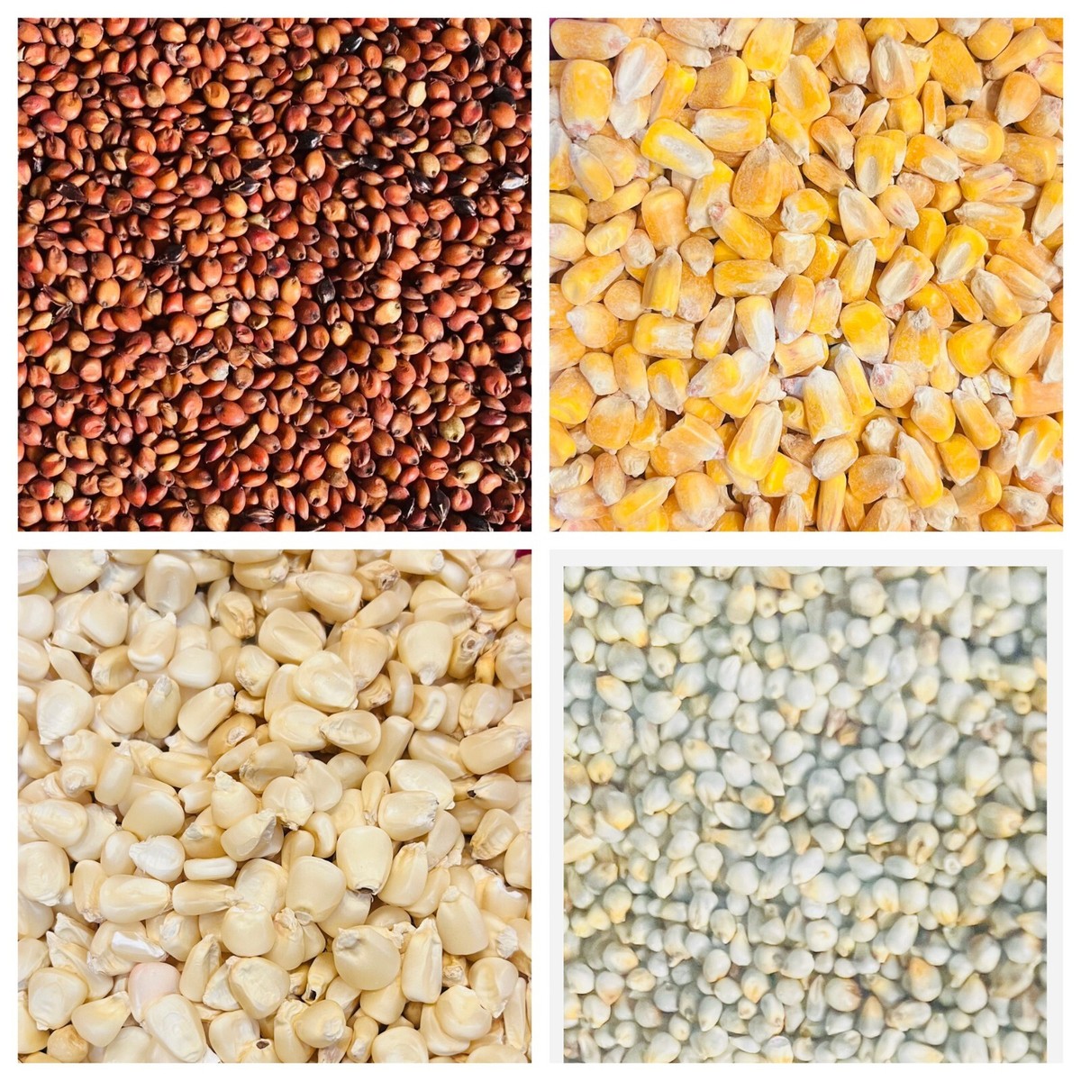 Maize, Millet, Sorghum, guinea corn 1kg