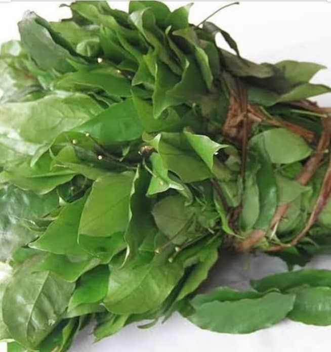 Okazi leaves – Pack